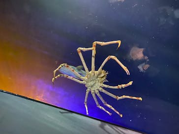 竹島水族館に投稿された画像（2024/10/13）