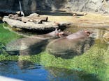 天王寺動物園に投稿された画像（2024/10/13）