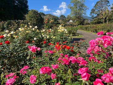 いばらきフラワーパークに投稿された画像（2024/10/13）