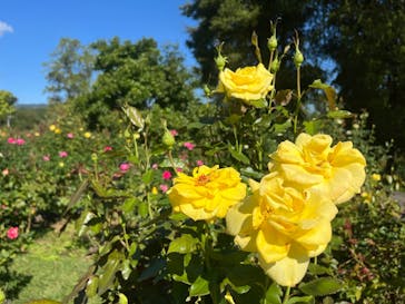 いばらきフラワーパークに投稿された画像（2024/10/13）