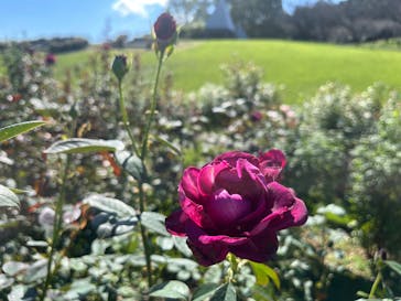 いばらきフラワーパークに投稿された画像（2024/10/13）