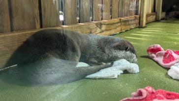 竹島水族館に投稿された画像（2024/10/13）