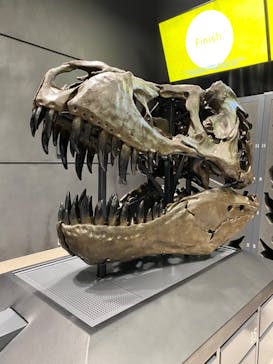 福井県立恐竜博物館に投稿された画像（2024/10/13）