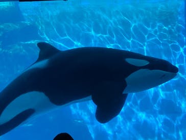 名古屋港水族館に投稿された画像（2024/10/13）