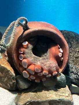 名古屋港水族館に投稿された画像（2024/10/13）