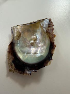 三重県真珠に投稿された画像（2024/10/13）