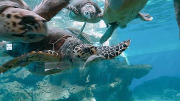 名古屋港水族館に投稿された画像（2024/10/13）