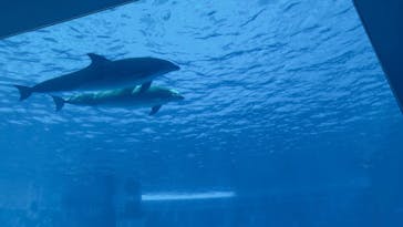 名古屋港水族館に投稿された画像（2024/10/13）