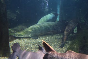 世界淡水魚園水族館　アクア・トトぎふに投稿された画像（2024/10/13）