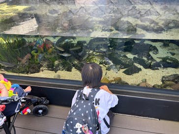 四国水族館に投稿された画像（2024/10/13）