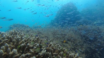 DivingService SUNNY SUNNY（ダイビングサービスサニーサニー）に投稿された画像（2024/10/13）