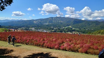 ひるがのピクニックガーデンに投稿された画像（2024/10/13）