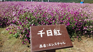 ひるがのピクニックガーデンに投稿された画像（2024/10/13）