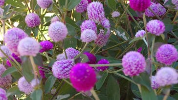 ひるがのピクニックガーデンに投稿された画像（2024/10/13）