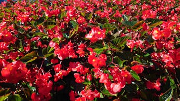 ひるがのピクニックガーデンに投稿された画像（2024/10/13）