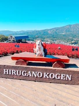 ひるがのピクニックガーデンに投稿された画像（2024/10/13）