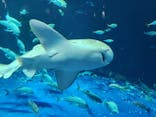 四国水族館に投稿された画像（2024/10/13）