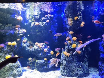 四国水族館に投稿された画像（2024/10/13）