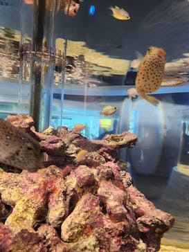 四国水族館に投稿された画像（2024/10/13）