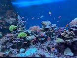 サンシャイン水族館に投稿された画像（2024/10/13）