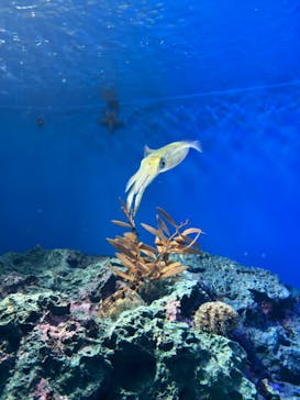 サンシャイン水族館に投稿された画像（2024/10/13）