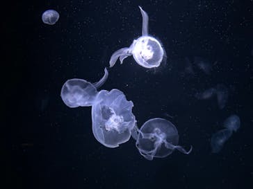 サンシャイン水族館に投稿された画像（2024/10/13）