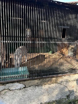 しろとり動物園に投稿された画像（2024/10/13）