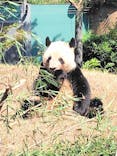 恩賜上野動物園に投稿された画像（2024/10/13）