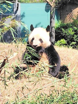 恩賜上野動物園に投稿された画像（2024/10/13）