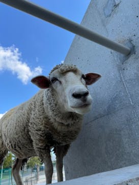 霞ケ浦 どうぶつとみんなのいえに投稿された画像（2024/10/13）