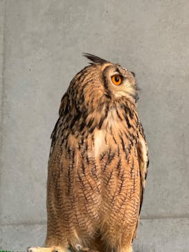 霞ケ浦 どうぶつとみんなのいえに投稿された画像（2024/10/13）