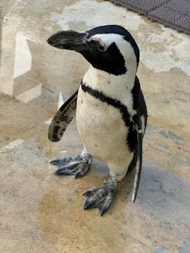 霞ケ浦 どうぶつとみんなのいえに投稿された画像（2024/10/13）