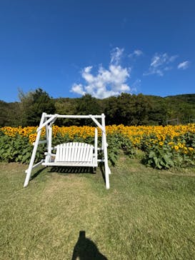 淡路ファームパーク イングランドの丘に投稿された画像（2024/10/13）