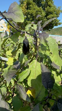 淡路ファームパーク イングランドの丘に投稿された画像（2024/10/13）