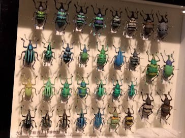 特別展「昆虫 MANIAC」（国立科学博物館）に投稿された画像（2024/10/13）