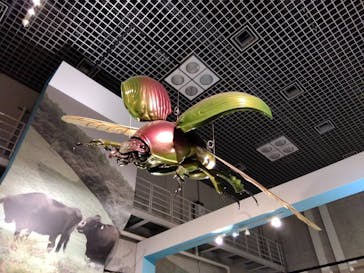 特別展「昆虫 MANIAC」（国立科学博物館）に投稿された画像（2024/10/13）