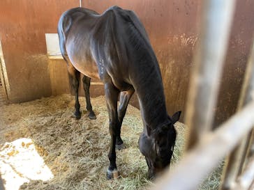 ノーザンホースパークに投稿された画像（2024/10/13）