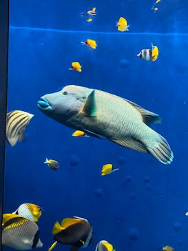 環境水族館アクアマリンふくしまに投稿された画像（2024/10/13）