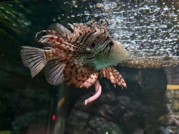 名古屋港水族館に投稿された画像（2024/10/13）