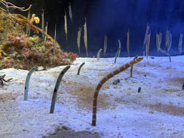 名古屋港水族館に投稿された画像（2024/10/13）