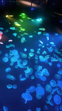 すみだ水族館に投稿された画像（2024/10/13）