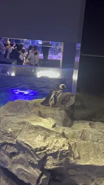 すみだ水族館に投稿された画像（2024/10/13）