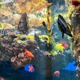 下田海中水族館に投稿された画像（2024/10/13）