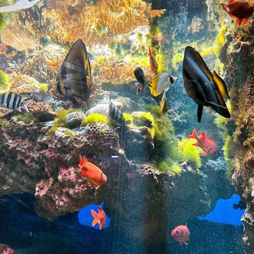 下田海中水族館に投稿された画像（2024/10/13）