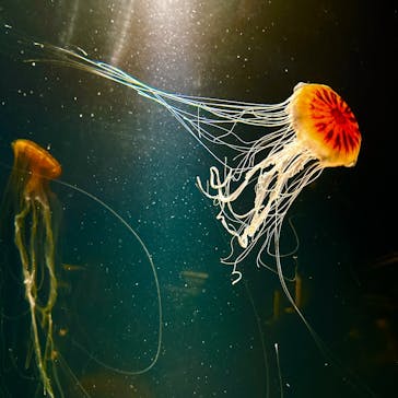 下田海中水族館に投稿された画像（2024/10/13）