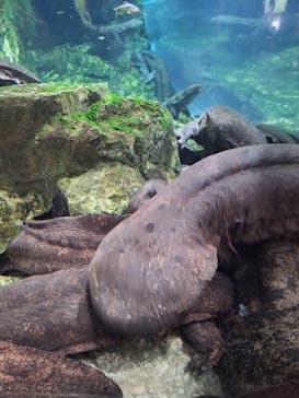 京都鉄道博物館×京都水族館に投稿された画像（2024/10/13）