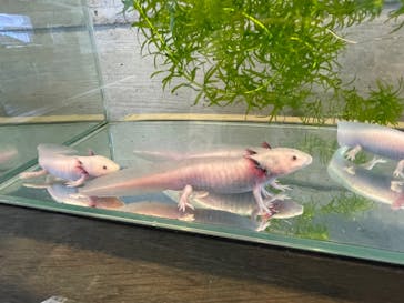 体感型カエル館KawaZooに投稿された画像（2024/10/13）