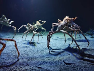 環境水族館アクアマリンふくしまに投稿された画像（2024/10/13）