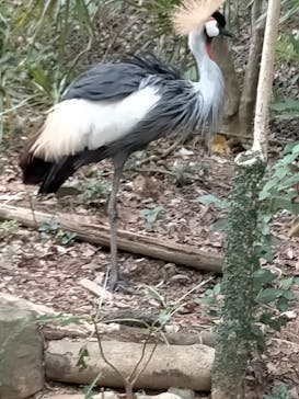 ネオパークオキナワに投稿された画像（2024/10/13）