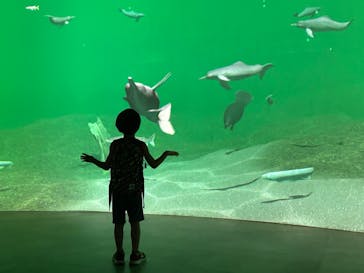 カワスイ 川崎⽔族館に投稿された画像（2024/10/13）
